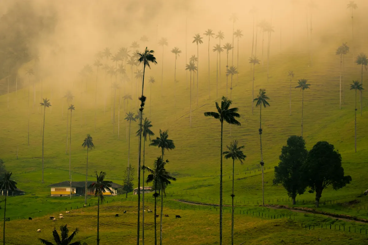 Palmas de cera entre la niebla del Eje Cafetero